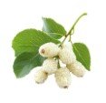 White mulberry ingredient image